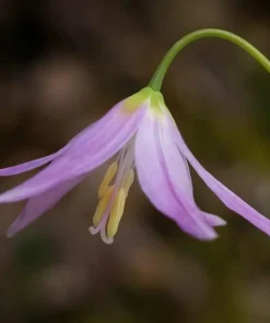 Pagoda Hardy Violet Seeds - Erythronium Revolutum - Shade Plant - 10 Seeds - Image 1