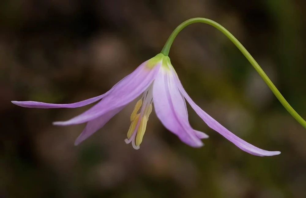 Pagoda Hardy Violet Seeds - Erythronium Revolutum - Shade Plant - 10 Seeds - Image 1