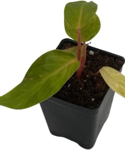 Painted Lady Philodendron Live Plant – 2.5" Pot – Indoor Foliage - Image 2