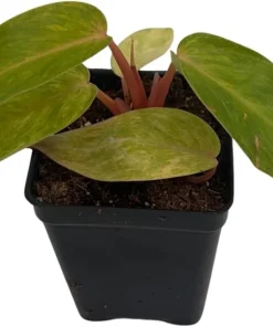 Painted Lady Philodendron Live Plant – 2.5