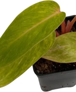 Painted Lady Philodendron Live Plant – 2.5