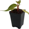 Painted Lady Philodendron Live Plant – 2.5" Pot – Indoor Foliage - Image 1