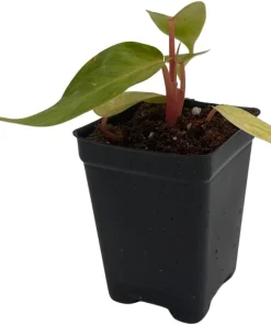 Painted Lady Philodendron Live Plant – 2.5