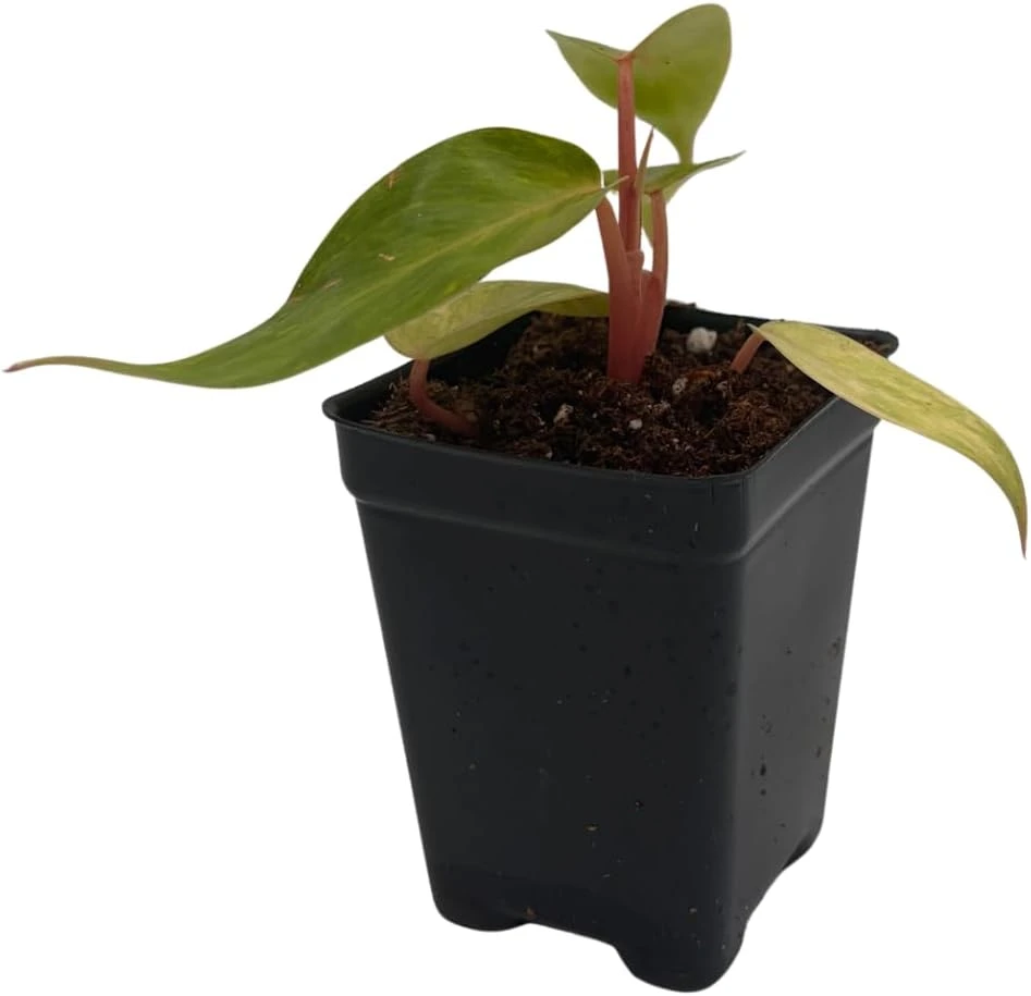 Painted Lady Philodendron Live Plant – 2.5" Pot – Indoor Foliage - Image 1
