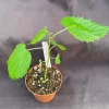 Pakistan Mulberry Live Plant – Honey-Sweet Berries up to 5" Long – Rooted Plant in 3" Pot - Image 1