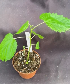 Pakistan Mulberry Live Plant – Honey-Sweet Berries up to 5" Long – Rooted Plant in 3" Pot - Image 1