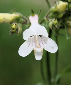 Pale Beardtongue Penstemon Pallidus Flower Seeds - 500 Seeds, White Lavender, Zones 4-8 - Image 2