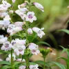 Pale Beardtongue Penstemon Pallidus Flower Seeds - 500 Seeds, White Lavender, Zones 4-8 - Image 1