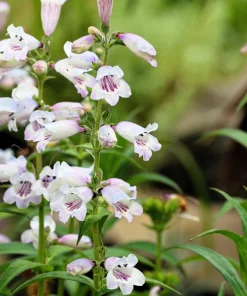 Pale Beardtongue Penstemon Pallidus Flower Seeds - 500 Seeds, White Lavender, Zones 4-8 - Image 1