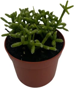 Palo Verde Mistletoe Cactus Plant Rhipsalis Live Plant 2.5" Pot Indoor - Image 2