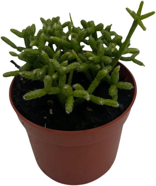 Palo Verde Mistletoe Cactus Plant Rhipsalis Live Plant 2.5" Pot Indoor - Image 2