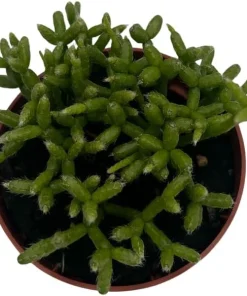 Palo Verde Mistletoe Cactus Plant Rhipsalis Live Plant 2.5