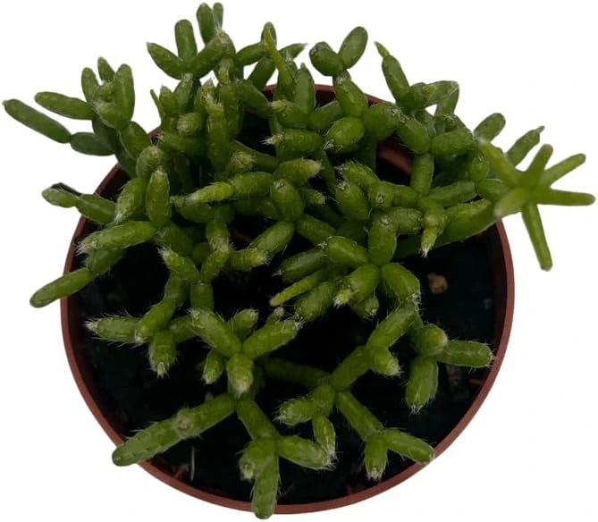 Palo Verde Mistletoe Cactus Plant Rhipsalis Live Plant 2.5" Pot Indoor - Image 3