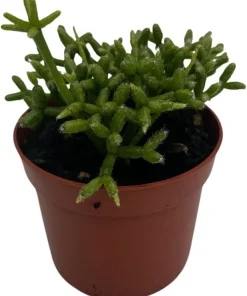 Palo Verde Mistletoe Cactus Plant Rhipsalis Live Plant 2.5