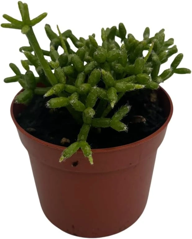 Palo Verde Mistletoe Cactus Plant Rhipsalis Live Plant 2.5" Pot Indoor - Image 4