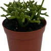 Palo Verde Mistletoe Cactus Plant Rhipsalis Live Plant 2.5" Pot Indoor - Image 1