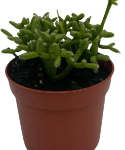 Palo Verde Mistletoe Cactus Plant Rhipsalis Live Plant 2.5