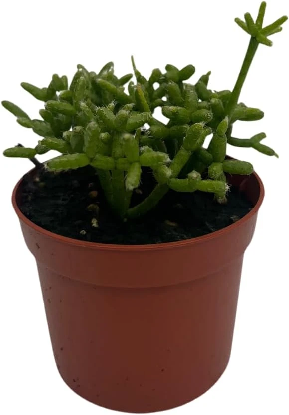Palo Verde Mistletoe Cactus Plant Rhipsalis Live Plant 2.5" Pot Indoor - Image 1