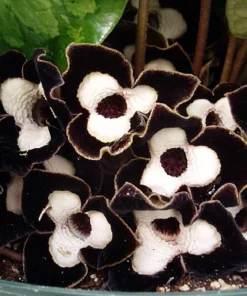 Panda Face Wild Ginger Plant – Asarum Maximum – Live Plant – 2.5" Pot – Outdoor - Image 2