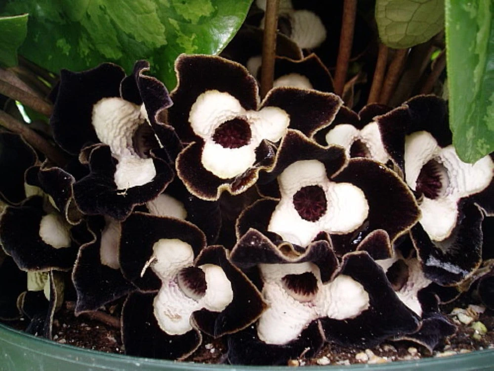 Panda Face Wild Ginger Plant – Asarum Maximum – Live Plant – 2.5" Pot – Outdoor - Image 2