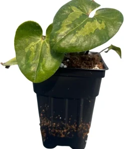 Panda Face Wild Ginger Plant – Asarum Maximum – Live Plant – 2.5