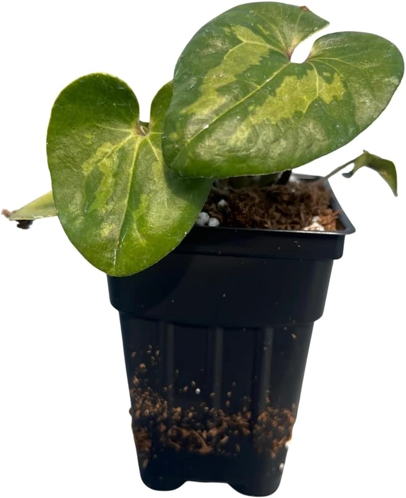 Panda Face Wild Ginger Plant – Asarum Maximum – Live Plant – 2.5" Pot – Outdoor - Image 3