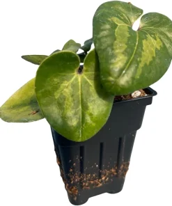 Panda Face Wild Ginger Plant – Asarum Maximum – Live Plant – 2.5