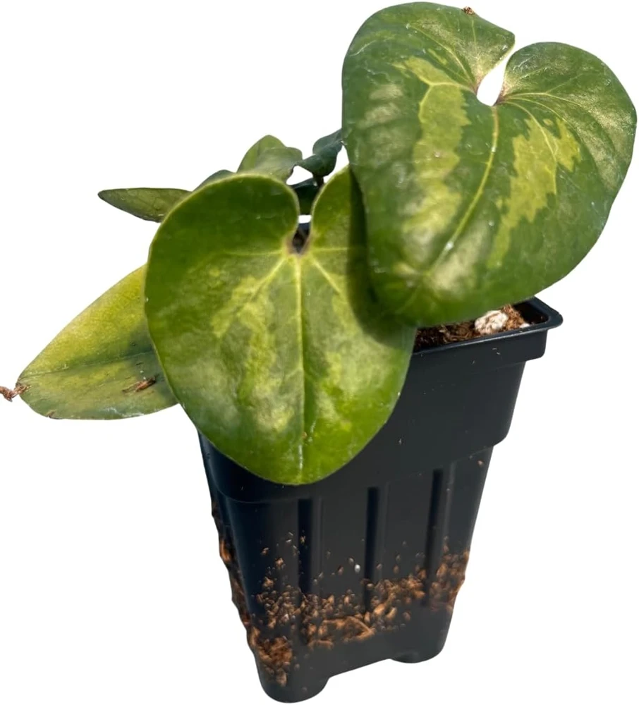 Panda Face Wild Ginger Plant – Asarum Maximum – Live Plant – 2.5" Pot – Outdoor - Image 4
