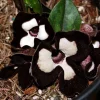 Panda Face Wild Ginger Plant – Asarum Maximum – Live Plant – 2.5" Pot – Outdoor - Image 1