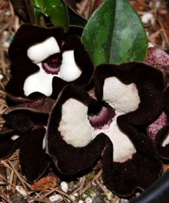 Panda Face Wild Ginger Plant – Asarum Maximum – Live Plant – 2.5