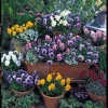 Pansy Seeds Nature Mix - 30 Seeds - Hardy in Hot & Cold Temps - Continuous Bloom - Image 1