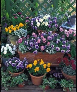 Pansy Seeds Nature Mix - 30 Seeds - Hardy in Hot & Cold Temps - Continuous Bloom - Image 1