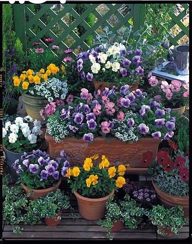 Pansy Seeds Nature Mix - 30 Seeds - Hardy in Hot & Cold Temps - Continuous Bloom - Image 1