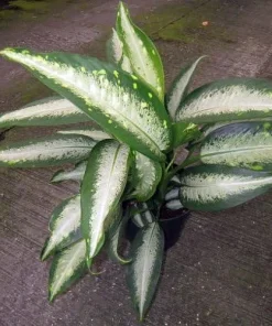 Panther Dieffenbachia Live Plant – 2.5" Pot – Easy Grow Houseplant - Image 2