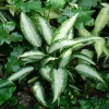 Panther Dieffenbachia Live Plant – 2.5" Pot – Easy Grow Houseplant - Image 1