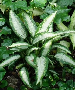 Panther Dieffenbachia Live Plant – 2.5