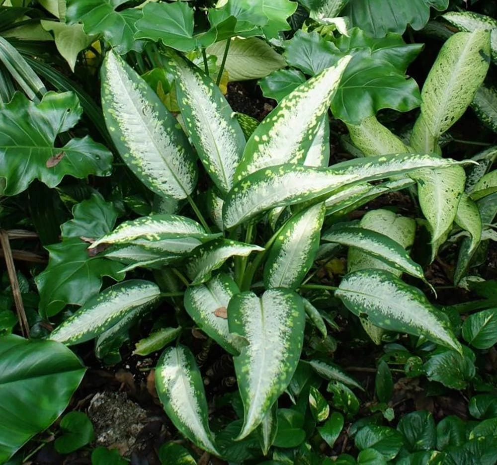 Panther Dieffenbachia Live Plant – 2.5" Pot – Easy Grow Houseplant - Image 1