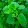 Papalo Seeds - Mexican Herb - 100 Seeds - Porophyllum ruderale - Indoors/Out - Image 1