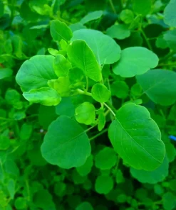 Papalo Seeds - Mexican Herb - 100 Seeds - Porophyllum ruderale - Indoors/Out - Image 1