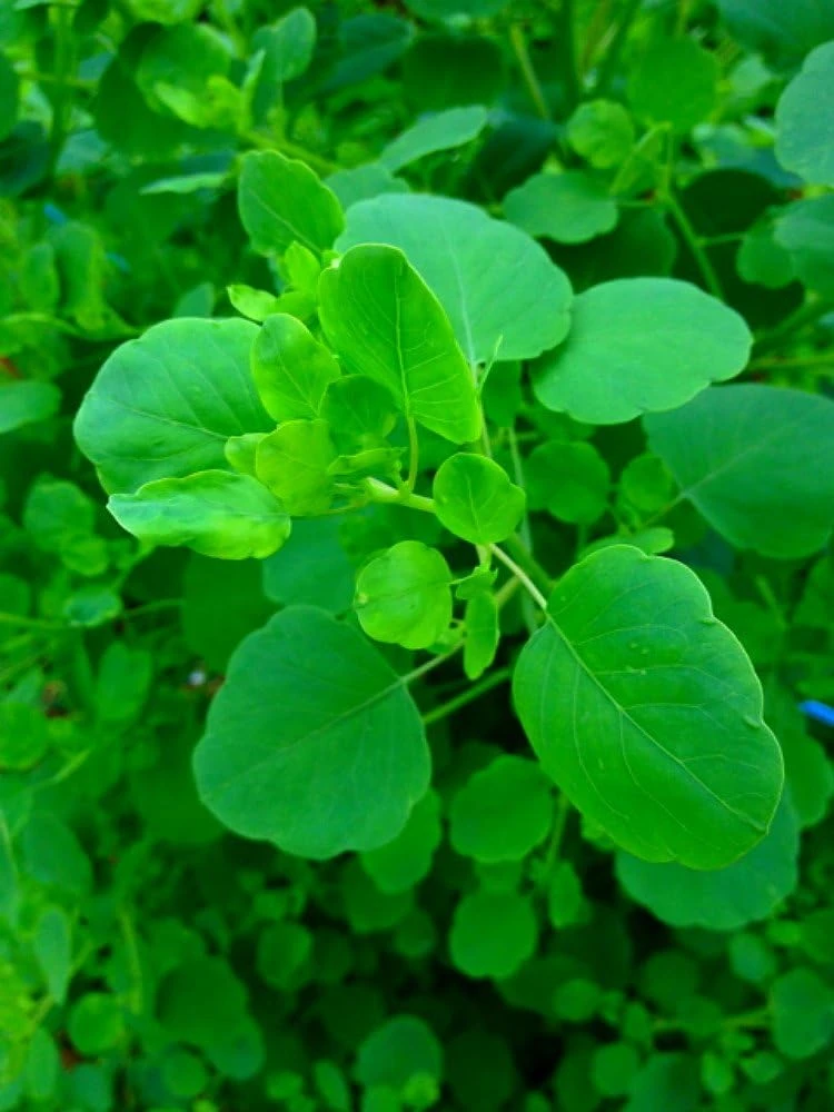 Papalo Seeds - Mexican Herb - 100 Seeds - Porophyllum ruderale - Indoors/Out - Image 1