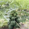 Papaya Plant Live – Fully Rooted Organic Fruit Tree 5-10” Tall – Outdoor - Image 1