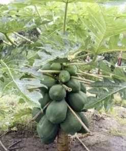 Papaya Plant Live – Fully Rooted Organic Fruit Tree 5-10” Tall – Outdoor - Image 1