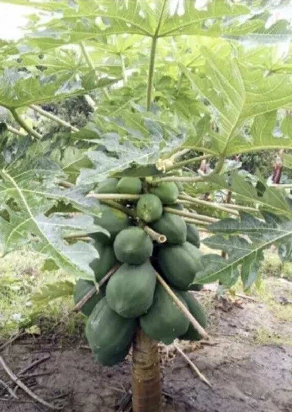 Papaya Plant Live – Fully Rooted Organic Fruit Tree 5-10” Tall – Outdoor - Image 1