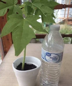 Papaya Plant Live – Fully Rooted Organic Fruit Tree 5-10” Tall – Outdoor - Image 2
