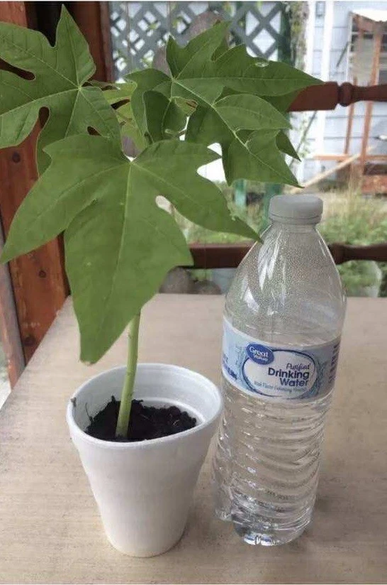 Papaya Plant Live – Fully Rooted Organic Fruit Tree 5-10” Tall – Outdoor - Image 2