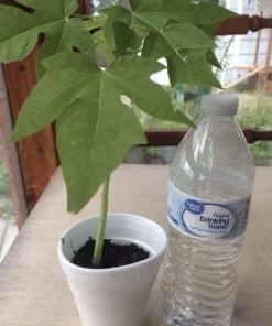 Papaya Plant Live – Fully Rooted Organic Fruit Tree 5-10” Tall – Outdoor - Image 3