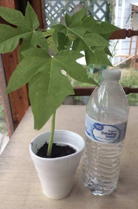 Papaya Plant Live – Fully Rooted Organic Fruit Tree 5-10” Tall – Outdoor - Image 3