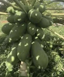 Papaya Plant Live – Fully Rooted Organic Fruit Tree 5-10” Tall – Outdoor - Image 4