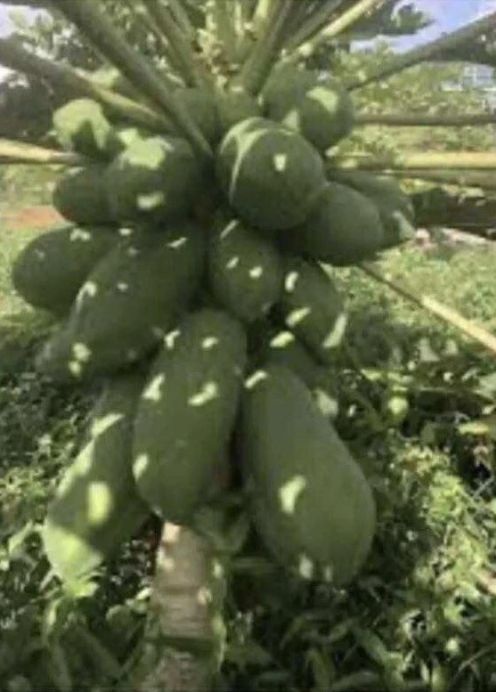 Papaya Plant Live – Fully Rooted Organic Fruit Tree 5-10” Tall – Outdoor - Image 4
