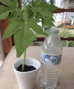 Papaya Plant Live – Fully Rooted Organic Fruit Tree 5-10” Tall – Outdoor - Image 5